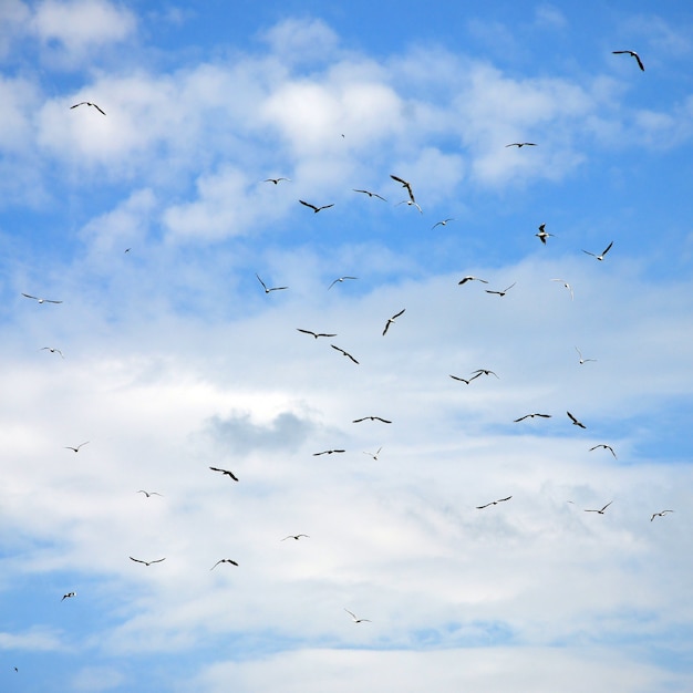 Muchas gaviotas blancas vuelan en el cielo azul nublado