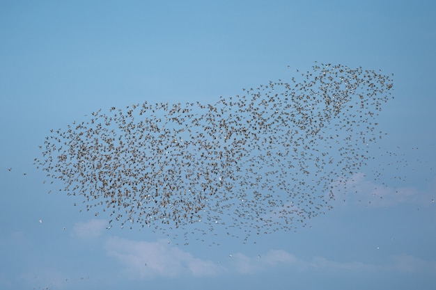 Muchas gaviotas en el cielo azul