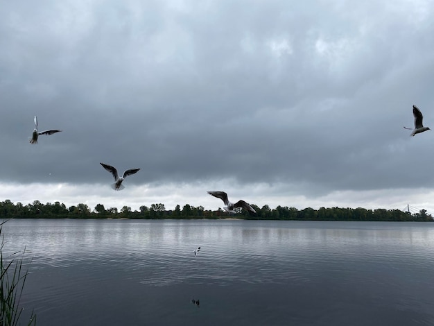 Muchas gaviotas en el paisaje nublado del otoño del río