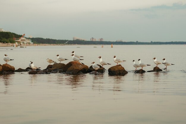 Muchas gaviotas sentadas sobre rocas en el mar