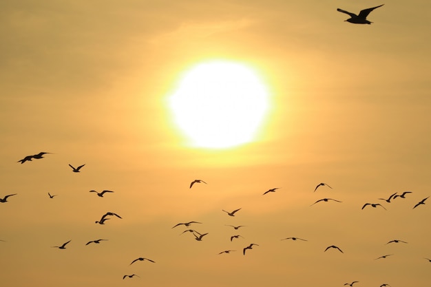 Muchas gaviotas volando contra el sol naciente brillante, fondo de naturaleza