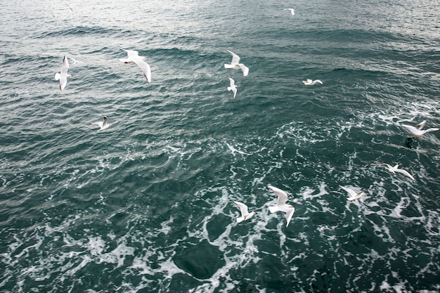 Muchas gaviotas volando sobre la superficie del agua con espuma y pequeñas olas.