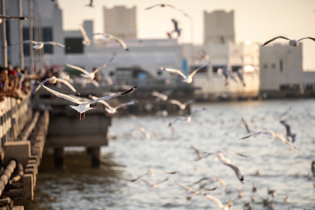 Muchas gaviotas vuelan alegremente