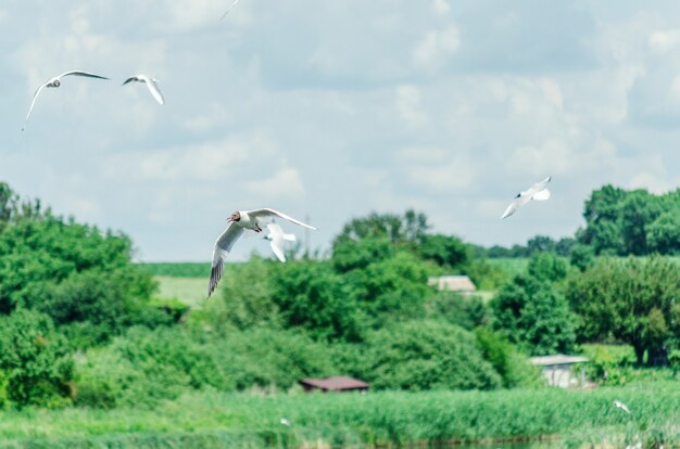 Muchas gaviotas vuelan sobre el estanque en busca de alimento