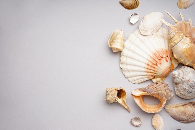 Foto muchas hermosas conchas marinas sobre fondo gris espacio para texto endecha plana