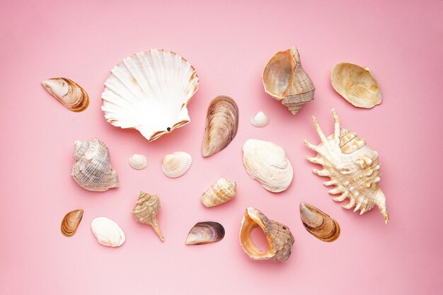 Muchas hermosas conchas marinas sobre fondo rosa planas con espacio para texto