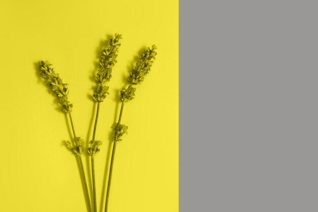 Muchas hermosas flores de lavanda en el fondo amarillo y gris