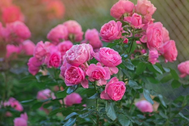 Muchas hermosas rosas Campanile. Flor color de rosa rosa en rosas rosadas borrosas. Flores rosas en el rosal en el jardín