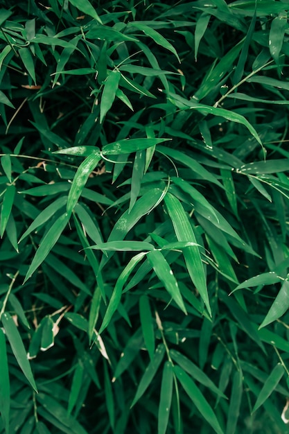 Muchas hojas de bambú resumen hojas verdes textura naturaleza fondo