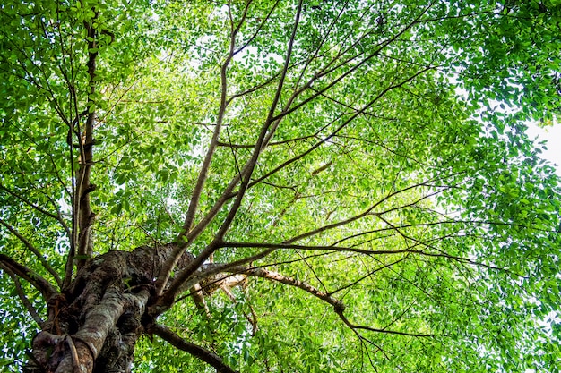 Muchas hojas en un gran árbol con luz solar, vista desde abajo o desde abajo, fondo de la naturaleza.