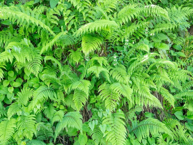 Muchas hojas de helecho Arbustos de helechos Fondo de plantas Naturaleza Muchas ramas Fronda