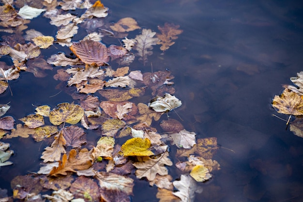 Muchas hojas otoñales flotantes caen fondo estacional