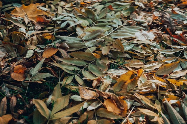 Muchas hojas de otoño caídas multicolores sobre la hierba en el bosque