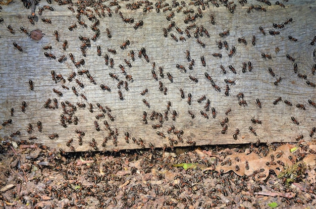 muchas hormigas en una tabla