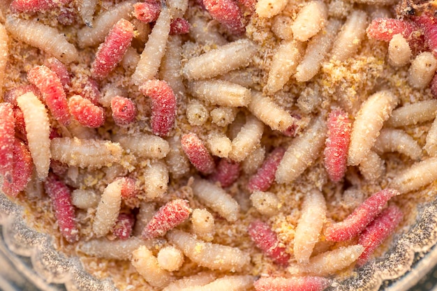 Muchas larvas vivas, gusanos en una caja para la pesca de invierno