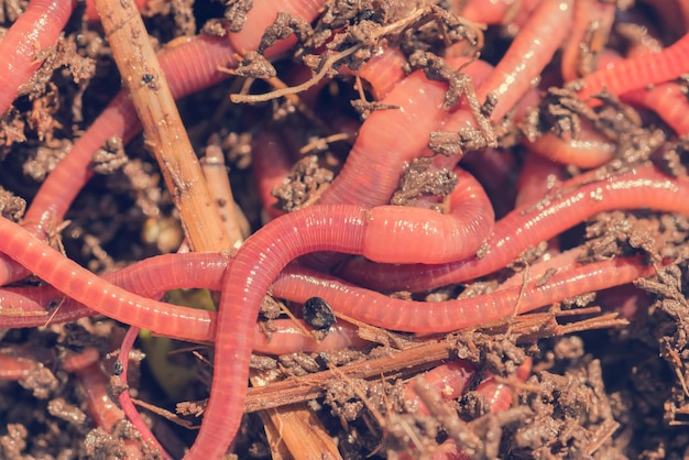 Muchas lombrices de tierra vivas para pescar en el fondo del suelo