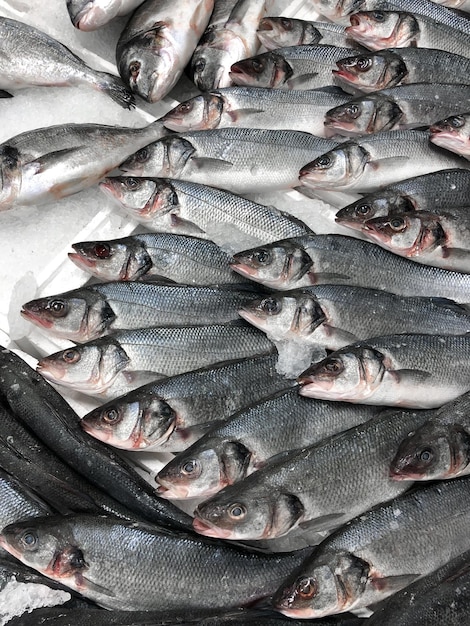 Muchas lubinas frescas sobre hielo en el mercado de pescado de exhibición de escaparate