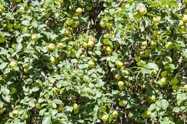 Muchas manzanas amarillas maduras en el árbol en el huerto