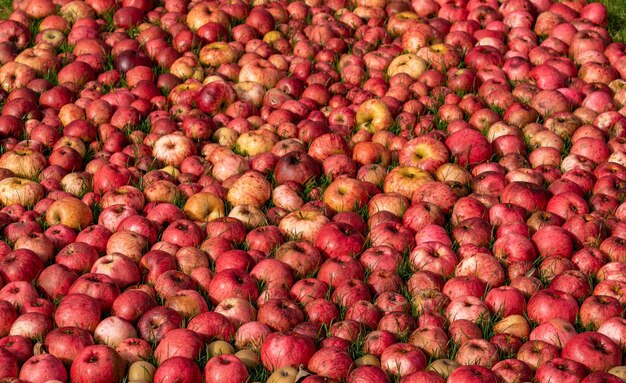 Muchas manzanas dispuestas y tiradas en la hierba en otoño