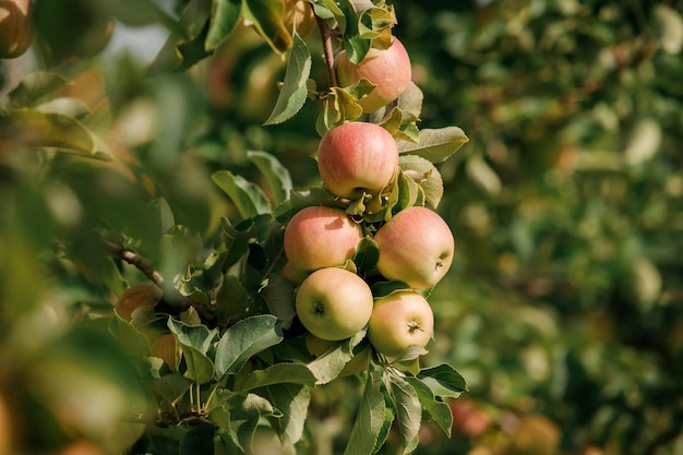 Muchas manzanas jugosas maduras y coloridas en una rama en el jardín listas para la cosecha en otoño Huerto de manzanas