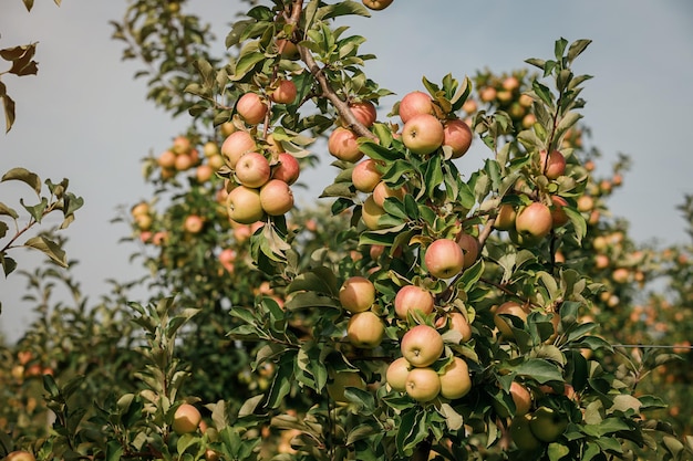 Muchas manzanas jugosas maduras y coloridas en una rama en el jardín listas para la cosecha en otoño Huerto de manzanas