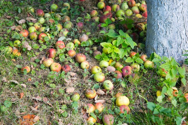 Muchas manzanas multicolores se encuentran en el prado de hierba verde en el jardín como una buena cosecha