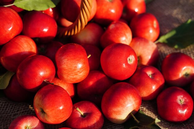 Muchas manzanas rojas grandes en primer plano cosechando frutas orgánicas frescas de la granja cultivadas en nuestra propia aplicación ...