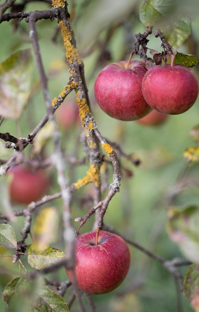 Muchas manzanas rojas maduras en una rama de árbol