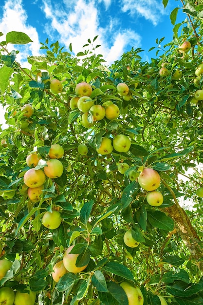 Muchas manzanas verdes en un árbol desde abajo en un huerto afuera contra un cielo azul nublado Productos frescos listos para la cosecha en la granja Fruticultura orgánica y sostenible en tierras agrícolas