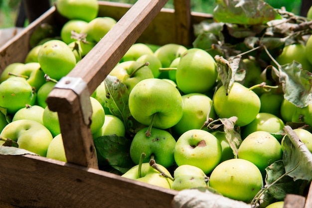 Muchas manzanas verdes frescas con hojas en una cesta de madera. Productos naturales