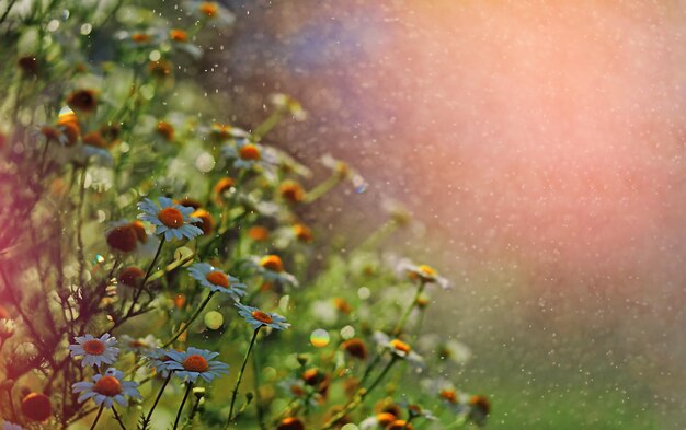 muchas margaritas blancas en los rayos del sol y gotas de agua desenfocan el enfoque selectivo del bokeh