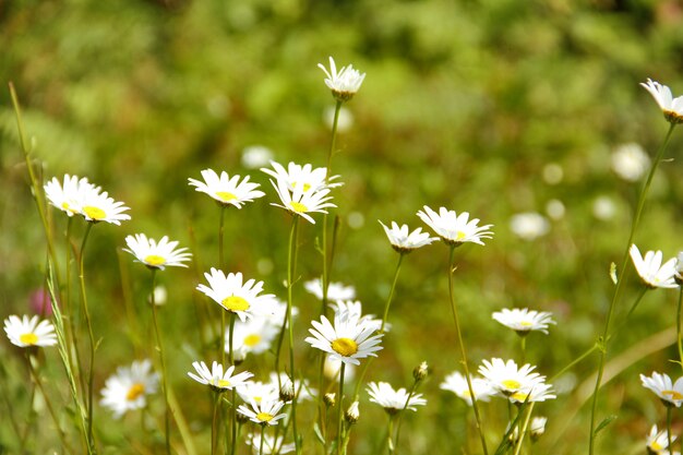 Muchas margaritas en un prado verde