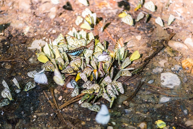 muchas mariposas pieridae recogen agua en el suelo, las mariposas están alimentando mineral en marismas en