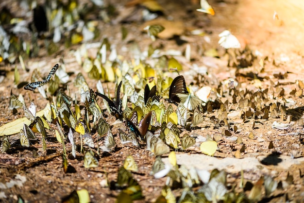 muchas mariposas pieridae recogen agua en el suelo, las mariposas están alimentando mineral en marismas en