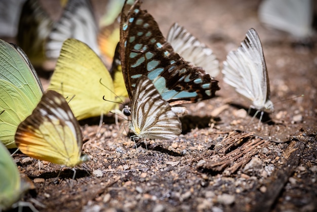 muchas mariposas pieridae recogen agua en el suelo, las mariposas están alimentando mineral en marismas en