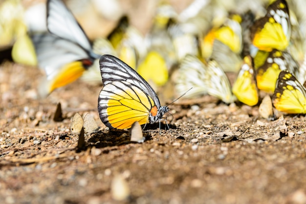 Muchas mariposas pieridae recogiendo agua en el piso