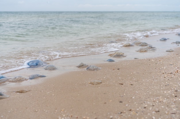 Muchas medusas muertas en la playa de mar Aguas poco profundas Cornerot y medusas Aurelia en la orilla arenosa y en el agua. Calentamiento global catástrofe ecológica del mar de Azov