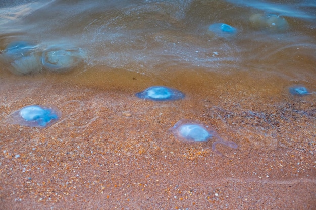 Muchas medusas transparentes azules arrojadas a tierra por la ola y flotando en el agua Aurelia y Cornerota en la invasión marina de medusas