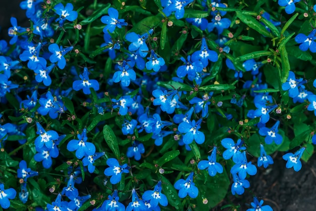 Muchas mojadas pequeñas flores cian hermosas de primer plano de lobelia