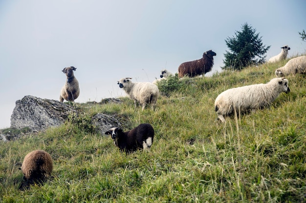 Muchas ovejas en un pasto de montaña blanco y negro en un pueblo francés prados alpinos de otoño