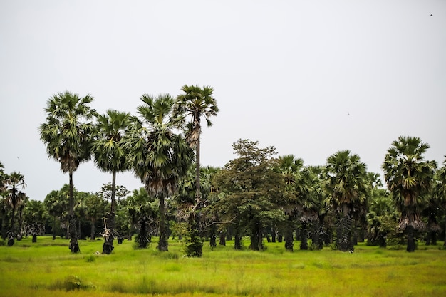 Muchas palmeras en el medio del campo de arroz.