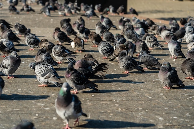 Muchas palomas en la calle bajo el sol.