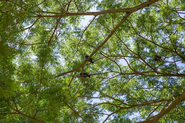 Muchas palomas de pie bajo el gran árbol