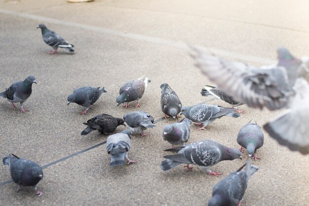 Muchas palomas salen a comer en el parque, sin miedo a la gente.