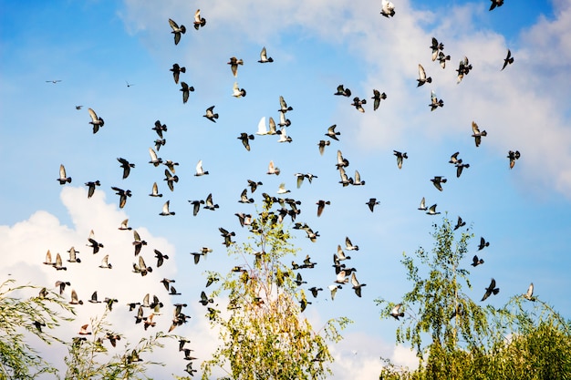 Muchas palomas vuelan contra las nubes en el cielo azul