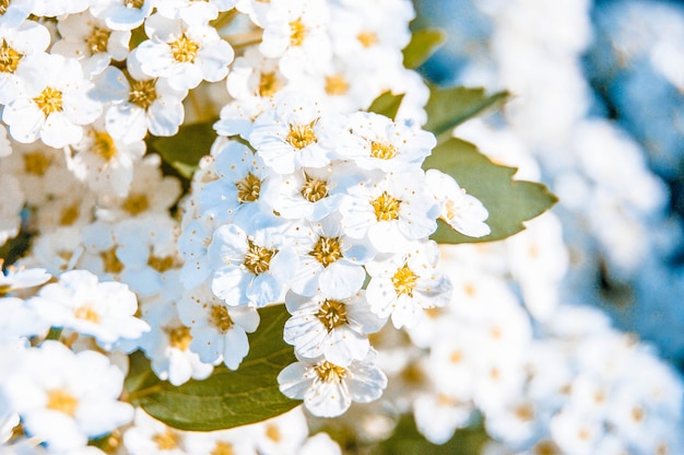 Muchas pequeñas flores blancas con estambres amarillos y hojas verdes.