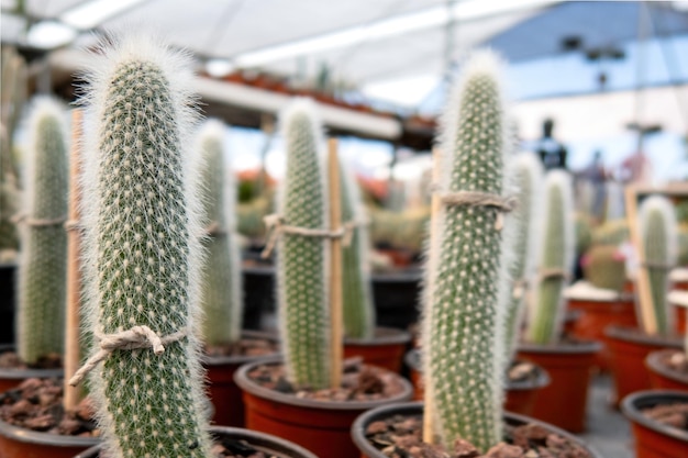 Muchas pequeñas plantas de cactus colección de plantas de cactus en macetas