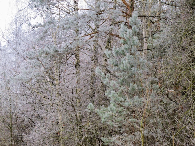 Muchas pequeñas ramas de árboles cubiertos de escarcha en un bosque de invierno