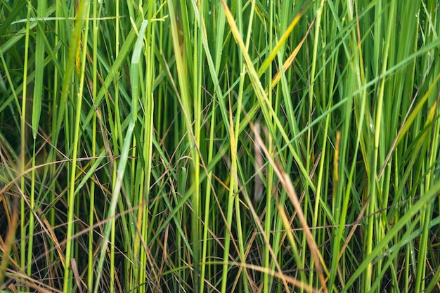 Muchas plantas de arroz verde tienen gotas de rocío en sus hojas.