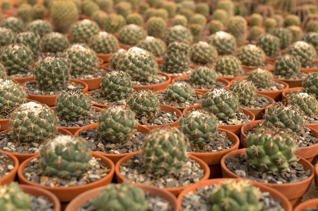 Muchas plantas de cactus en macetas idénticas